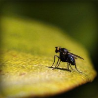 /album/oxaphosre/photolia-a07-jpg/